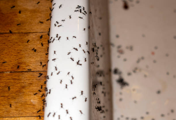 Best Termite Control Services  in USA